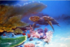 Airbrush Wandbemalung Schwimmbild-Korallenriff-Wasserschildkroete