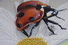 airbrush Fassade Wandbild graffiti marienkaefer-blume