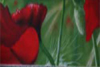 airbrush Fassade Wandbemalung-graffiti-mohn-blume