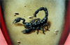Airbrush Design Skorpion auf Ducati Heckteil