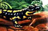 Airbrush painting,  airbrush tankbemalung Salamander